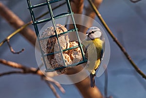 Eurasian blue tit, Cyanistes caeruleus sitting on a branch in the winter.