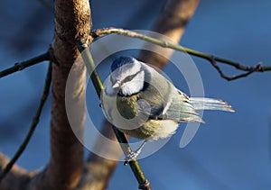 Eurasian blue tit, Cyanistes caeruleus sitting on a branch in the winter.