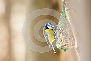 Eurasian blue tit (Cyanistes caeruleus) a small bird with colorful plumage, the animal eats grain hanging on a tree.