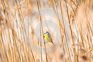 Eurasian blue tit (Cyanistes caeruleus) a small bird with colorful plumage, the animal sits on a reed