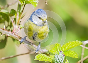 The Eurasian blue tit (Cyanistes caeruleus) is a small blue yellow and white passerine bird