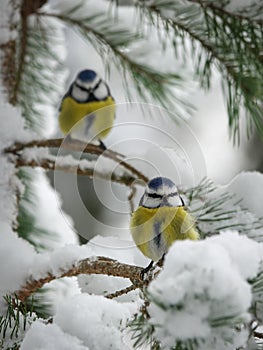 Eurasian blue tit Cyanistes caeruleus, small passerine bird