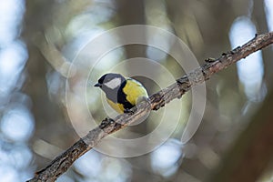 The Eurasian blue tit Cyanistes caeruleus is a small passerine bird in the tit family, Paridae. It is easily recognisable by its photo