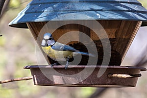 The Eurasian blue tit, Cyanistes caeruleus is a small passerine bird in the tit family, Paridae