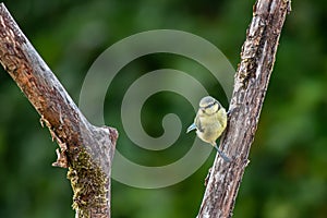 A Eurasian blue tit Cyanistes caeruleussitting on branch