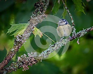 A Eurasian blue tit Cyanistes caeruleussitting on branch