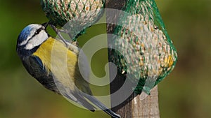 Eurasian blue tit, eating on a birdfeeder.