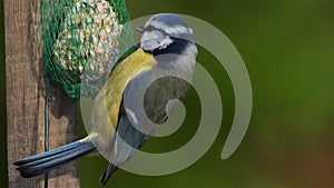 Eurasian blue tit, eating on a birdfeeder.