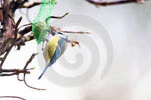 Eurasian blue tit eating from hanging tree feeder in winter.