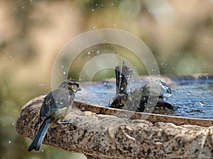 Eurasian blue tit photo