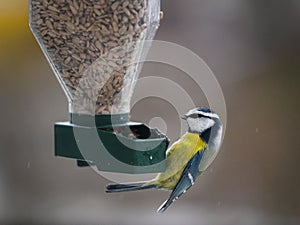 Eurasian blue tit in the feeder