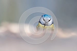 Eurasian Blue Tit Parus caeruleus