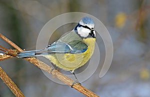 Eurasian blue tit perched