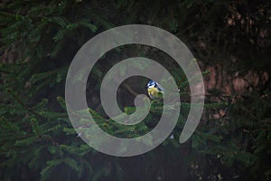 Eurasian blue tit perched on branch of fir tree.