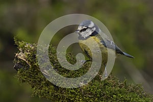 Eurasian blue tit Scientific name: Cyanistes caeruleus