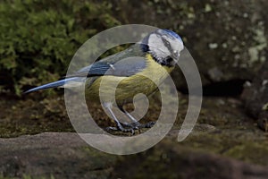 Eurasian blue tit Scientific name: Cyanistes caeruleus