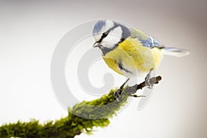 Eurasian blue tit sitting on mossy branch in winter.