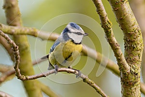 Eurasian Blue Tit Sitting On Tree