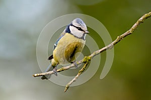 Eurasian Blue Tit Sitting On Tree