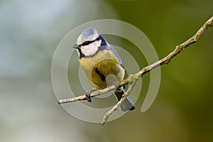 Eurasian Blue Tit Sitting On Tree
