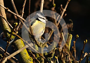 The Eurasian blue tit is a small passerine bird in the tit family, Paridae.