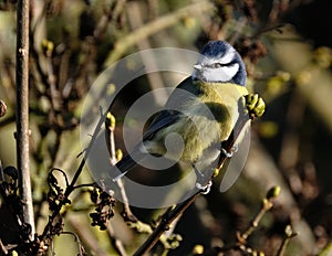 The Eurasian blue tit is a small passerine bird in the tit family, Paridae.