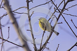 Eurasian blue tit on the tree