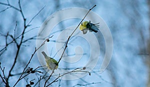 Eurasian blue tits doing some kind of acrobatic stunt