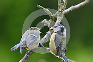 Eurasian bluetit cyanistes caeruleus