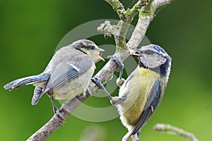 Eurasian bluetit cyanistes caeruleus