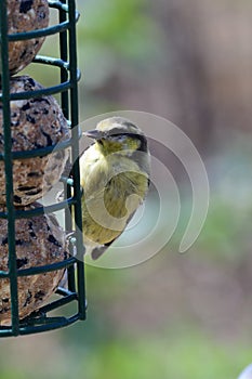 Eurasian bluetit cyanistes caeruleus