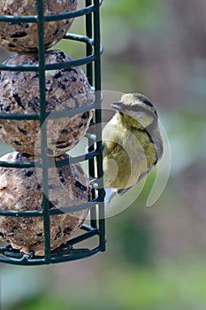 Eurasian bluetit cyanistes caeruleus