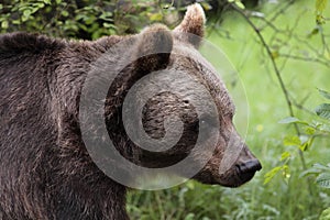 Eurasian brown bear photo