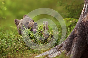 Eurasian brown bear cub eating a blueberry in boreal forest