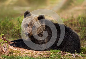 Eurasian brown bear cub lying in the forest