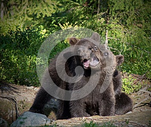 Eurasian Brown Bear Cubs Playing photo