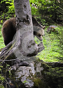 Silbido marrón un oso en Bosque 