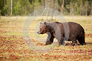 Eurasian brown bear male crossing a swamp