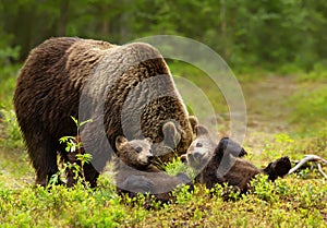 Eurasian brown bear mama and her playful cubs in a forest