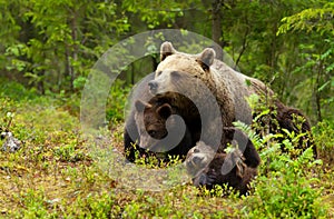 Eurasian brown bear mama and her playful cubs in a forest