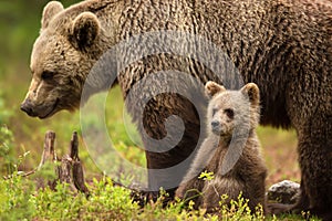 Eurasian brown bear mother with her cub