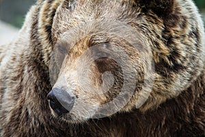 Eurasian brown bear side portrait photo