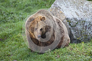 Eurasian Brown Bear photo