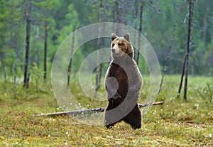 Eurasian brown bear standing on hind legs photo