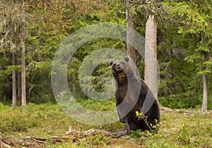 Eurasian Brown bear standing on it`s rear legs