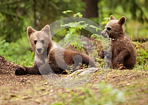 Eurasian brown bear (Ursos arctos) cubs