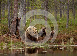 Eurasian brown bear (Ursos arctos) with cubs