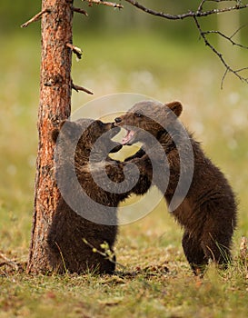 Eurasian brown bear (Ursos arctos) cubs