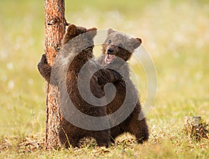 Eurasian brown bear (Ursos arctos) cubs