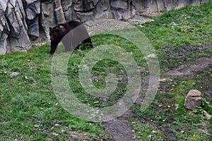 The Eurasian brown bear (Ursus arctos arctos) also known as the common brown bear